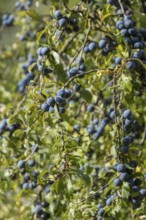 Blackthorn with fruit, Province of Overijssel, Netherlands