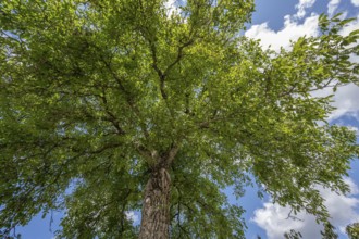 Old walnut tree (Juglans regia), Bavaria, Germany
