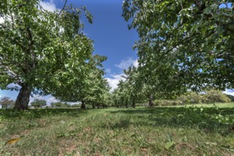 Old cherry tree plantation (Prunus avium) after harvesting, Karsberg, Upper Franconia, Bavaria,