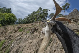 Portrait of a domestic goat (Capra aegagrus hircus) on a climbing rock, Obertrubach, Upper