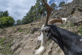 Portrait of a domestic goat (Capra aegagrus hircus) on a climbing rock, Obertrubach, Upper