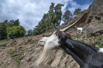 Portrait of a domestic goat (Capra aegagrus hircus) on a climbing rock, Obertrubach, Upper