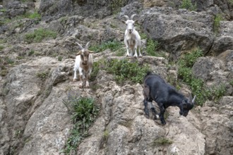 Domestic goats (Capra aegagrus hircus) on a climbing rock, Obertrubach, Upper Franconia, Bavaria,