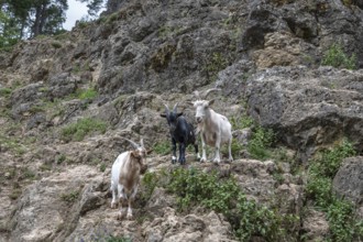 Domestic goats (Capra aegagrus hircus) on a climbing rock, Obertrubach, Upper Franconia, Bavaria,