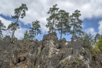 Domestic goats (Capra aegagrus hircus) on a climbing rock, Obertrubach, Upper Franconia, Bavaria,