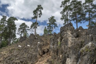 Domestic goats (Capra aegagrus hircus) on a climbing rock, Obertrubach, Upper Franconia, Bavaria,