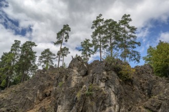 Domestic goats (Capra aegagrus hircus) on a climbing rock, Obertrubach, Upper Franconia, Bavaria,