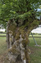 Trunk of the 600 to 1000 year old Karsberg lime tree (Tilia), Karsberg, Upper Franconia, Bavaria,