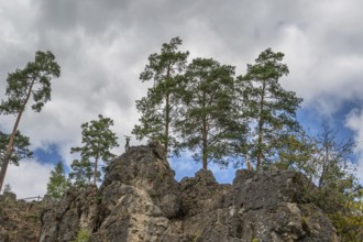 Domestic goats (Capra aegagrus hircus) on a climbing rock, Obertrubach, Upper Franconia, Bavaria,