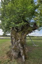 600 to 1000 year old Karsberg lime tree (Tilia), Karsberg, Upper Franconia, Bavaria, Germany