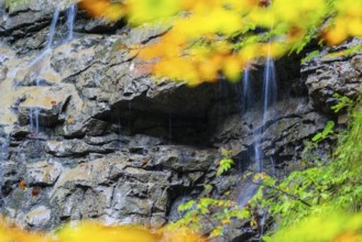 Small waterfall within the Breitachklamm gorge, beech (Fagus), beech family (Fagaceae),