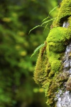 Common ribbed fern (Blechnum spicant) growing on tree, Leptosporangiate ferns (Polypodiopsida), on