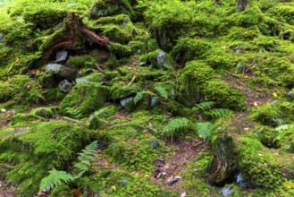 Boulders in the forest, Schrattenkalk, Gmeiner worm fern (Dryopteris filix-mas), Leptosporangiate
