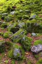 Boulders in the forest, Schrattenkalk, Breitachklamm, Oberstdorf, Allgäu Alps, Bavaria, Germany