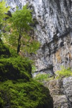 Beech (Fagus) standing on rock, Beech family (Fagaceae), Breitachklamm, Oberstdorf, Allgäu Alps,