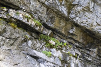 Limestone layers, Schrattenkalk, Breitachklamm, Oberstdorf, Allgäu Alps, Bavaria, Germany
