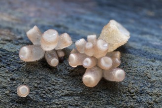 Beech jellydisc (Ombrophila pura), on beech trunk, dead wood, Breitachklamm, Oberstdorf, Allgäu