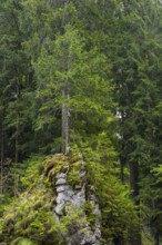Spruce standing on rock, Spruce family (Pinaceae), Breitachklamm gorge, Oberstdorf, Allgäu Alps,