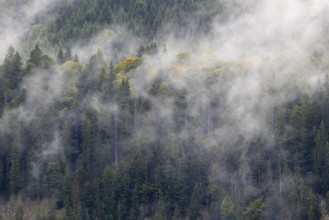 Mixed forest in fog, beech, beech, beech family (Fagaceae), spruce family (Pinaceae),
