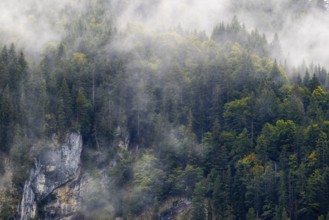 Mixed forest in fog, beech, beech, beech family (Fagaceae), spruce family (Pinaceae), rock from