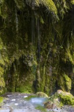 Sintered rock overgrown with mosses, Hinang waterfalls, gorge, rock, limestone, Hinang, Fischen,