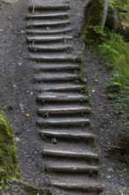 Hiking stairs made of wooden steps, gorge, Hinang, Fischen, Allgäu Alps, Bavaria, Germany