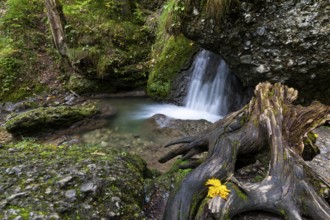 Hinang waterfalls, gorge, rock, limestone, mosses, deadwood, Hinang, Fischen, Allgäu Alps, Bavaria,