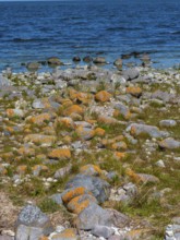 Stones covered in yellow lichen on the shore of the island of Stora grundet, Öland, Sweden, located