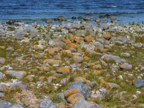 Stones covered in yellow lichen on the shore of the island of Stora grundet, Öland, Sweden, located