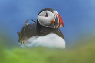 Puffin (Fratercula arctica) sitting behind blurred green foreground, Grimsey Island, Iceland