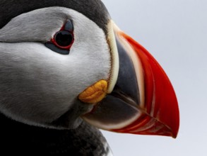 Puffin (Fratercula arctica) side view of the head, Grimsey Island, Iceland