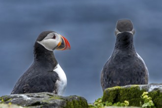 Puffin (Fratercula arctica) breeding pair sitting in side view and rear view, Grimsey Island,
