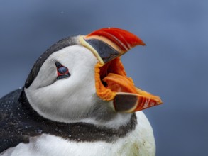 Puffin (Fratercula arctica) close-up of the head with open beak, Grimsey Island, Iceland