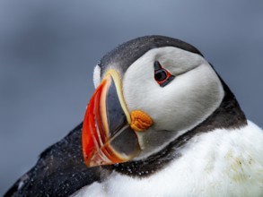 Puffin (Fratercula arctica) portrait of resting adult bird, Grimsey Island, Iceland