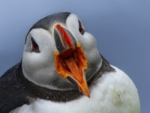 Puffin (Fratercula arctica), frontal view with open beak, Grimsey Island, Iceland
