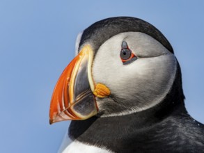 Puffin (Fratercula arctica) portrait photograph side view of the head, Grimsey Island, Iceland
