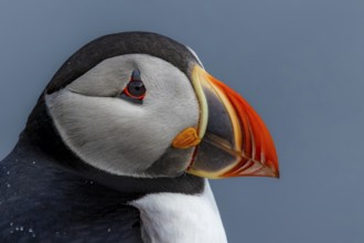 Puffin (Fratercula arctica), close-up side view of the head, Grimsey Island, Iceland
