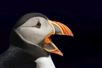 Puffin (Fratercula arctica) portrait in front of black background, Grimsey Island, Iceland