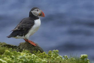 Puffin (Fratercula arctica) sitting on a cliff edge at the edge of the sea cliff, Grimsey Island,