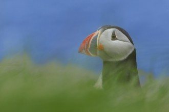Puffin (Fratercula arctica) looking curiously to the side behind green blurred foreground, Grimsey