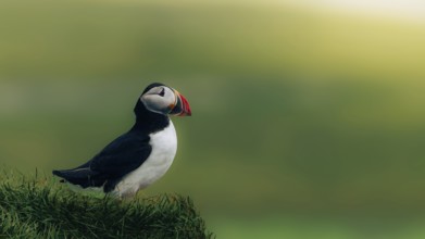 Puffin (Fratercula arctica) sitting on a green meadow, Grimsey Island, Iceland