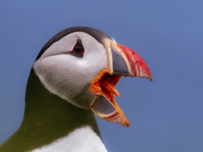 Puffin (Fratercula arctica) showing its orange-coloured tongue, Grimsey Island, Iceland