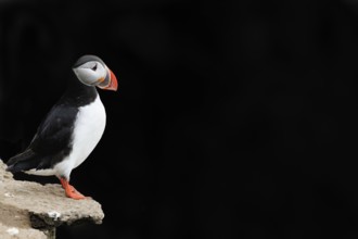 Puffin (Fratercula arctica) sitting on a cliff against a black background, Grimsey Island, Iceland