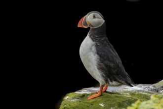 Puffin (Fratercula arctica) sitting on cliff in front of black background, Grimsey Island, Iceland