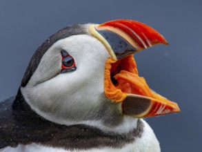 Puffin (Fratercula arctica) portrait shot with wide open beak clearly showing its orange-coloured
