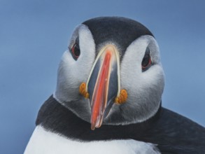 Puffin (Fratercula arctica) portrait frontal view of the head, Grimsey Island, Iceland