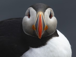 Puffin (Fratercula arctica) close-up frontal view, Grimsey Island, Iceland