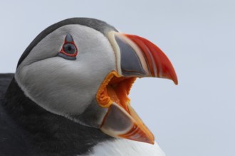 Puffin (Fratercula arctica) side view of the head with wide open beak against a white background,