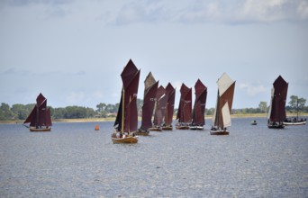 Zeesbootregatta on the Bodden near Bodstedt, Darß, Mecklenburg-Vorpommern, Germany