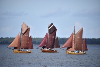 Zeesbootregatta on the Bodden near Bodstedt, Darß, Mecklenburg-Vorpommern, Germany